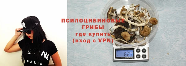 сатива Новокубанск